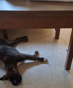 1 stabiler alter Tisch mit Ausziehmöglichkeit ( ohne Hund)